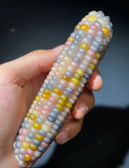 文玩玉米走红！最高卖到上万元 部分还是胶水粘出来的